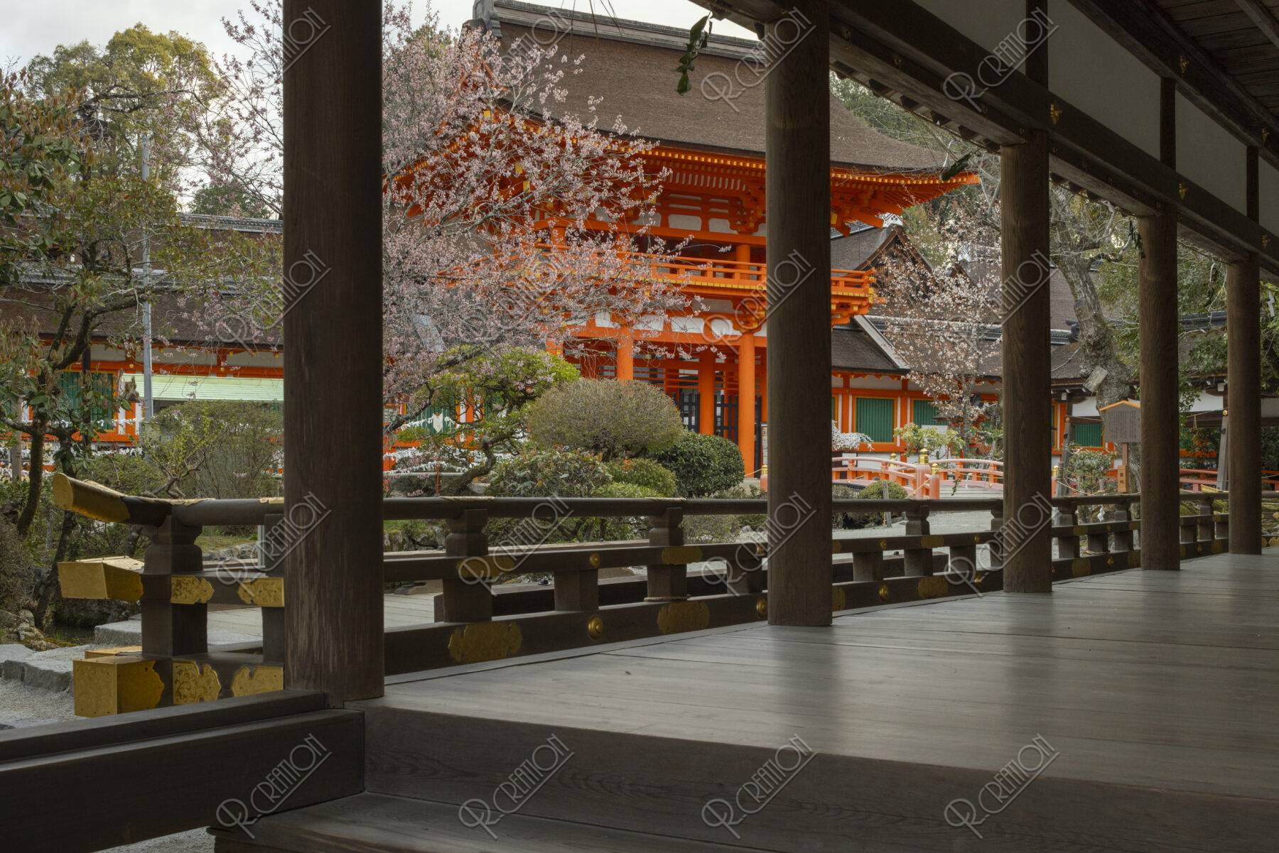 上賀茂神社|楼門と桜