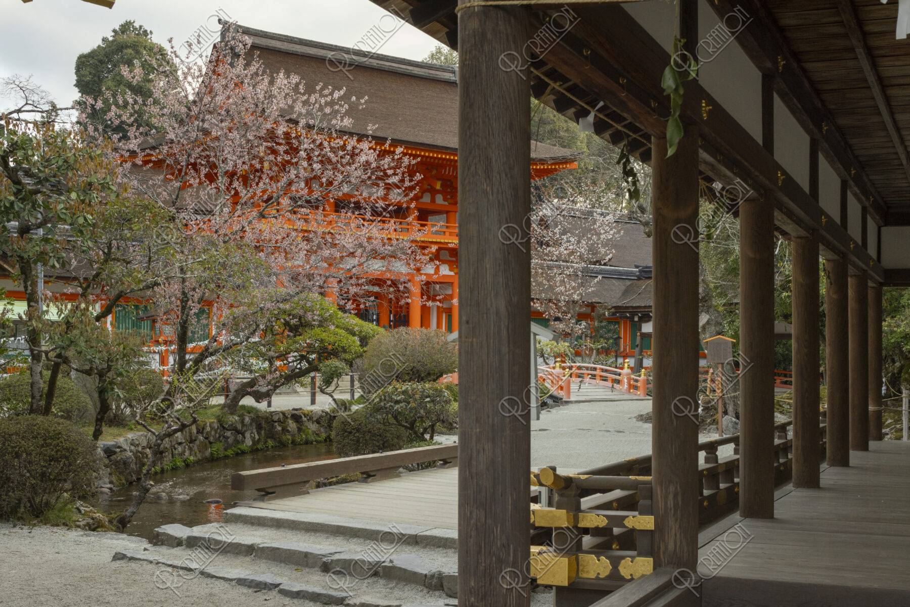上賀茂神社|楼門と桜