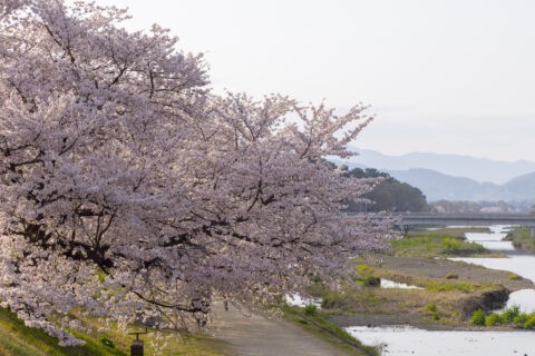 賀茂川土手の桜並木