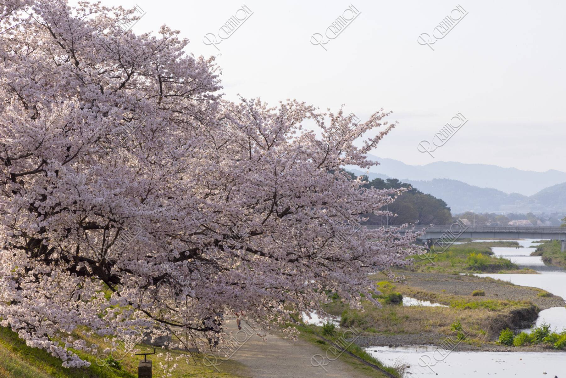 賀茂川土手の桜並木