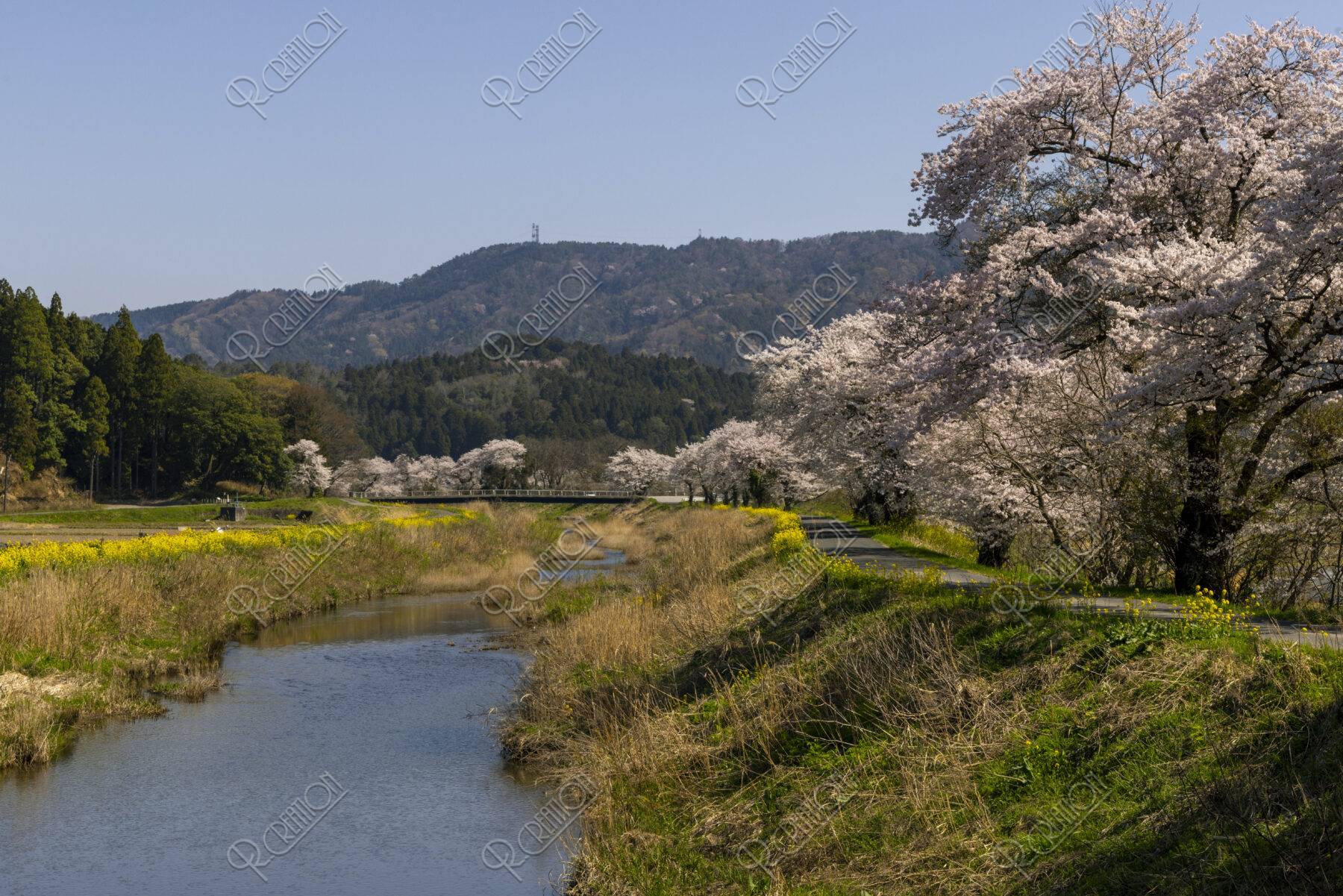 余呉川付近の桜並木