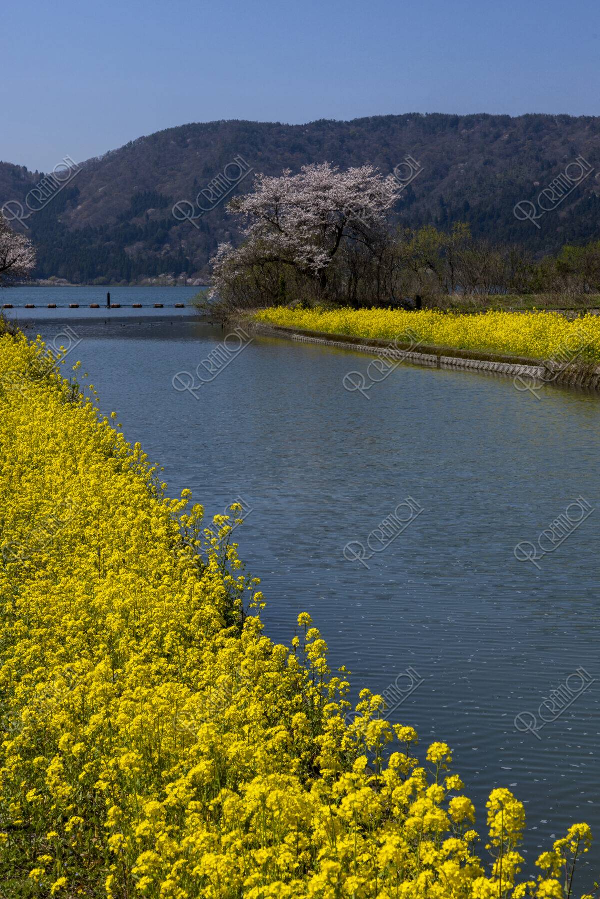 余呉湖付近の桜並木