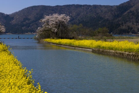 余呉湖付近の桜並木