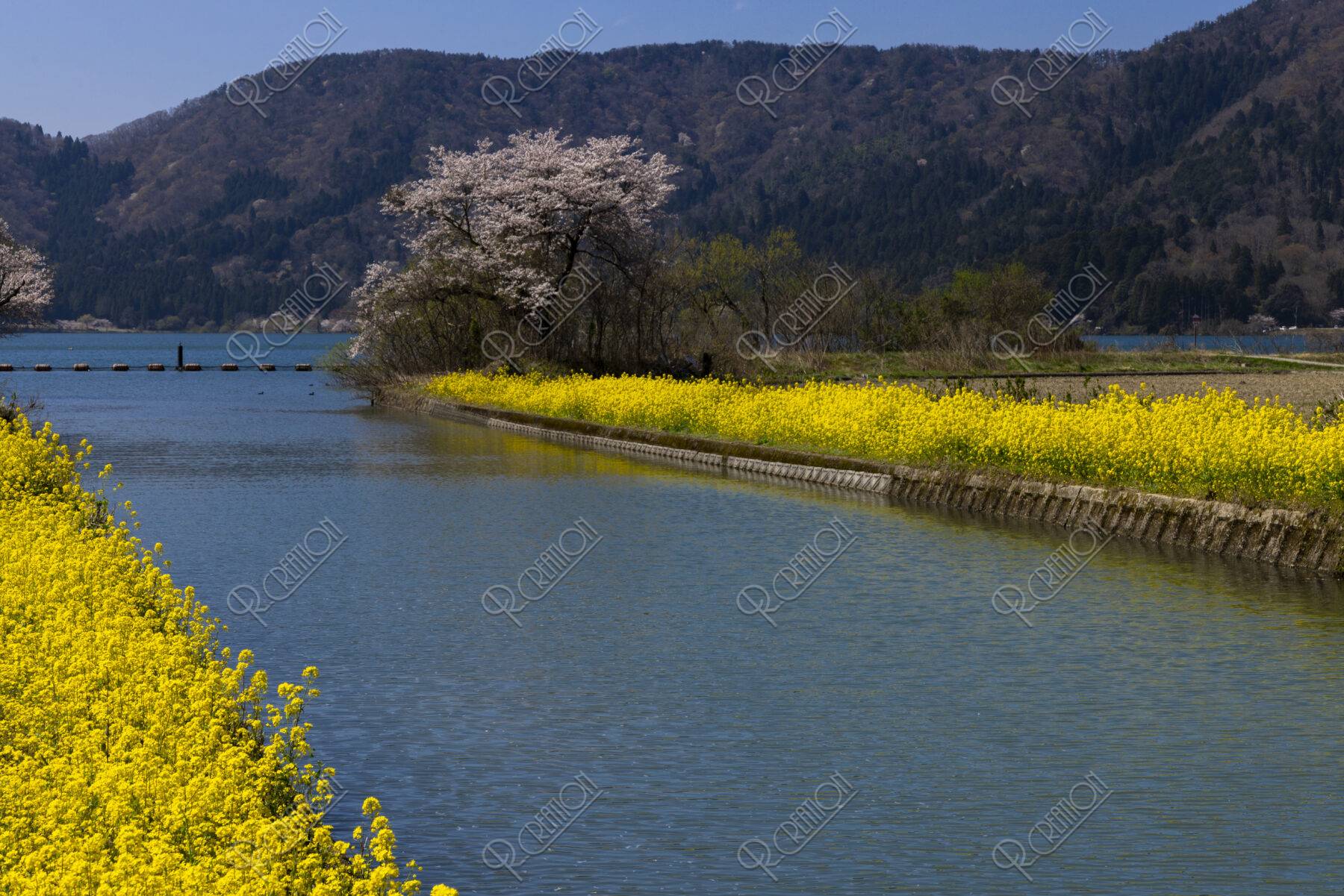 余呉湖付近の桜並木