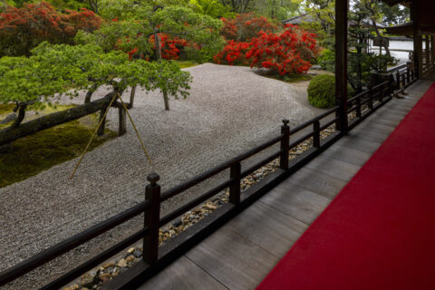 キリシマ咲く曼殊院 庭園