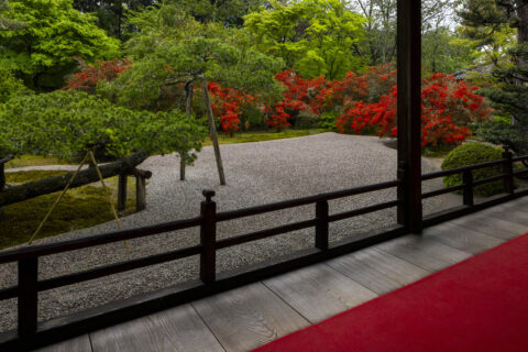 キリシマ咲く曼殊院 庭園