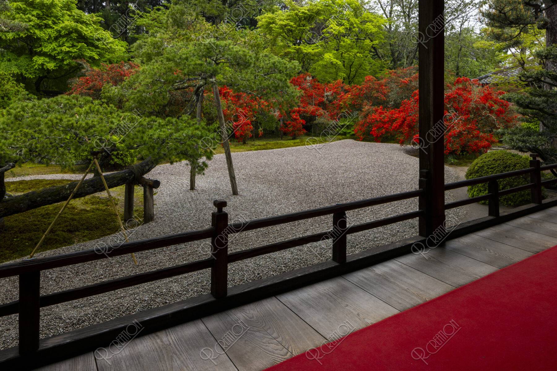 キリシマ咲く曼殊院 庭園