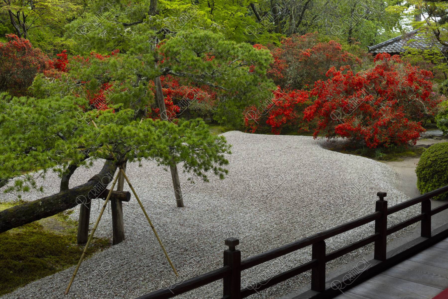 キリシマ咲く曼殊院 庭園