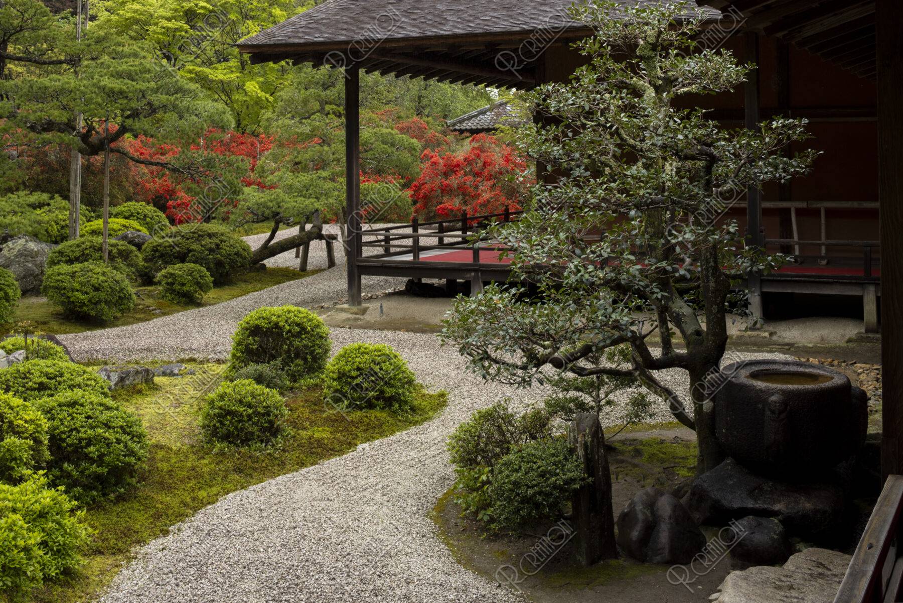 キリシマ咲く曼殊院 庭園