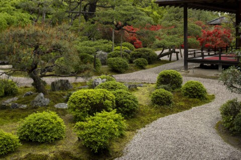 キリシマ咲く曼殊院 庭園