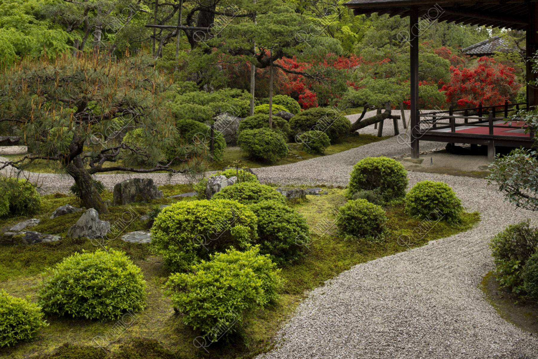 キリシマ咲く曼殊院 庭園