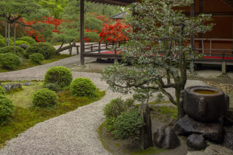 キリシマ咲く曼殊院 庭園
