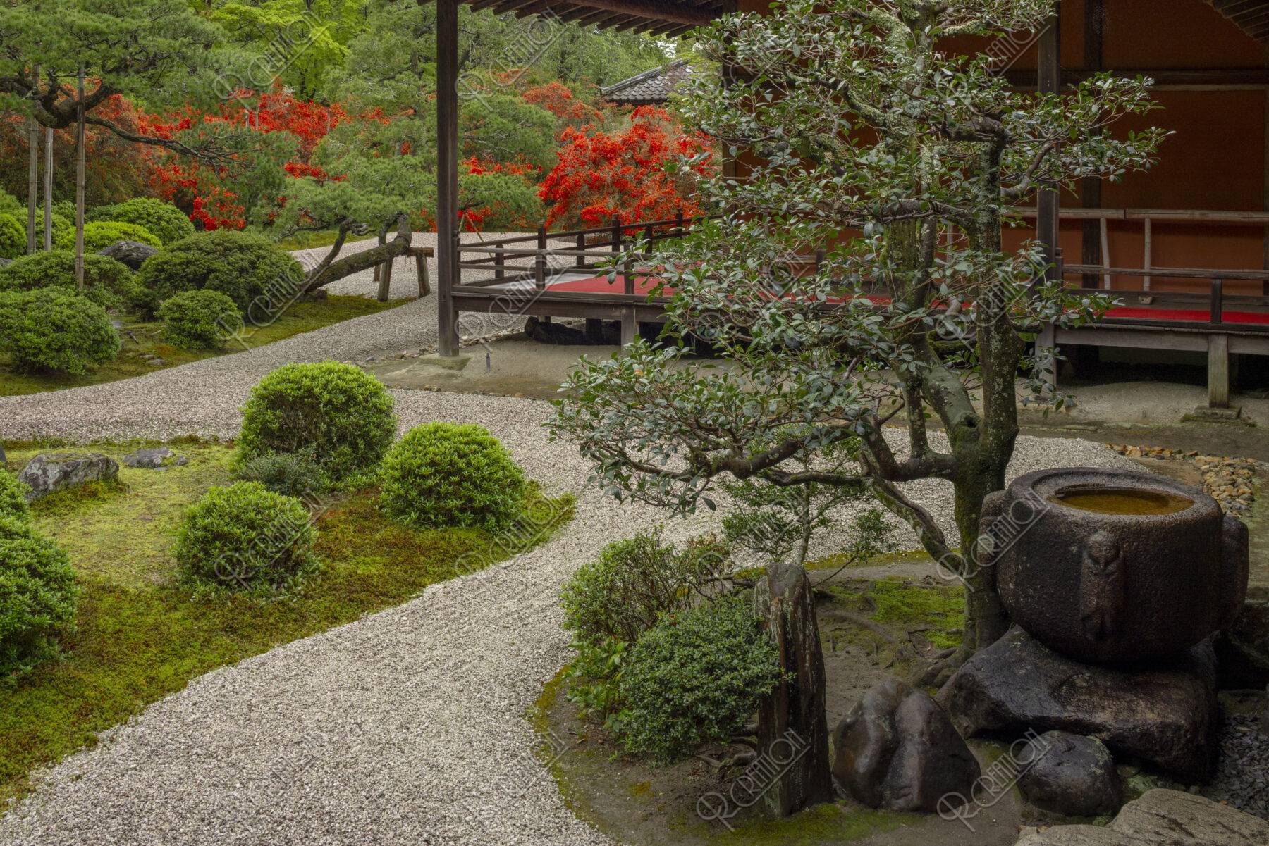 キリシマ咲く曼殊院 庭園