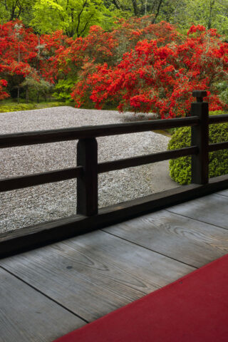 キリシマ咲く曼殊院 庭園