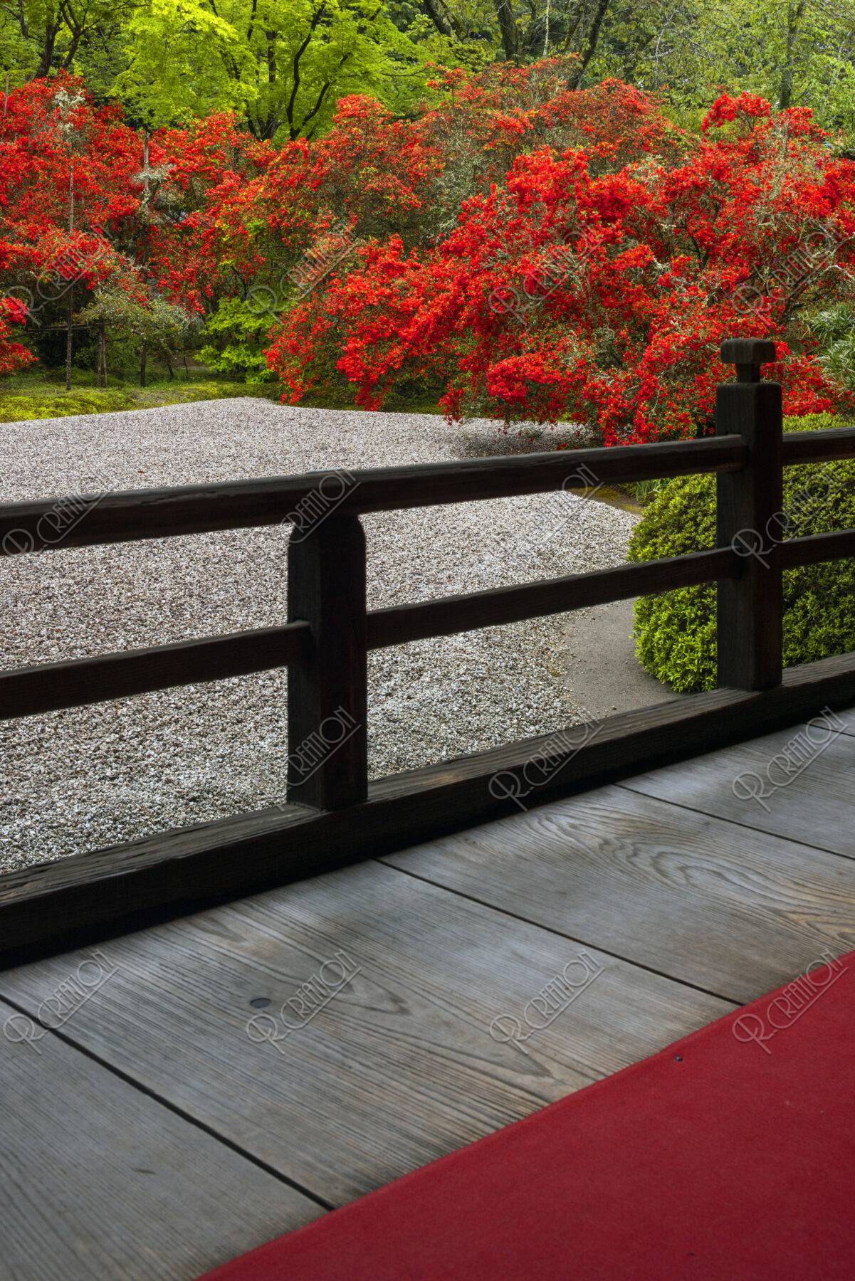 キリシマ咲く曼殊院 庭園
