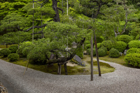 初夏の曼殊院 庭園