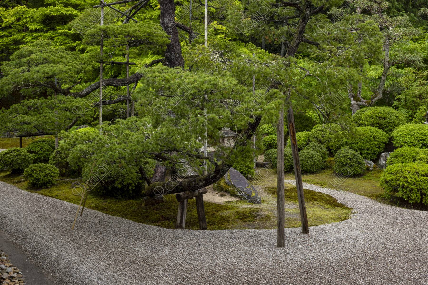 初夏の曼殊院 庭園