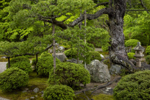初夏の曼殊院 庭園