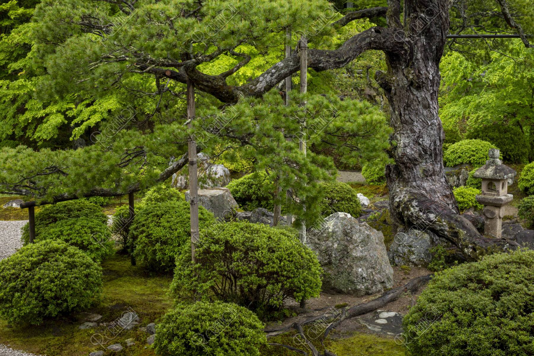 初夏の曼殊院 庭園