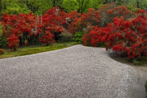 キリシマ咲く曼殊院 庭園