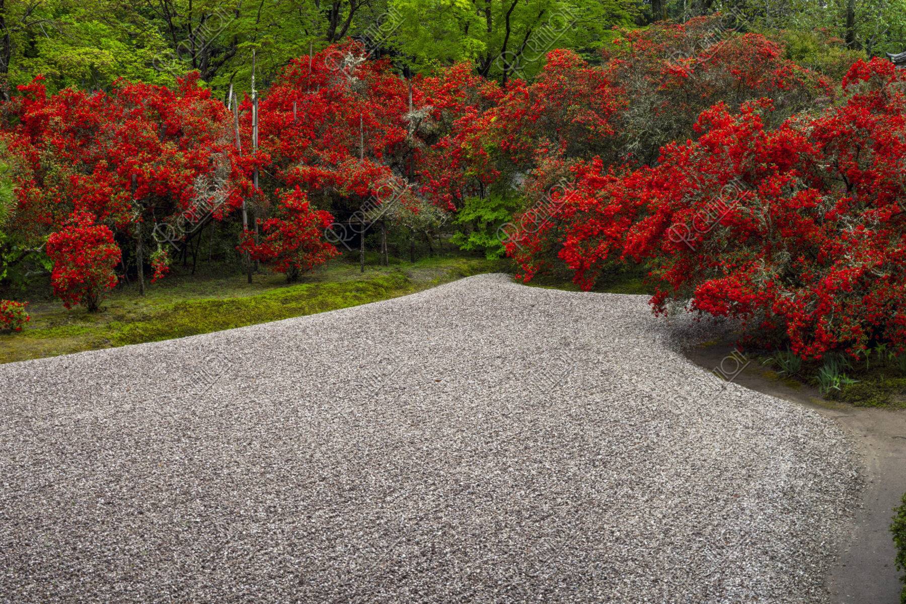 キリシマ咲く曼殊院 庭園