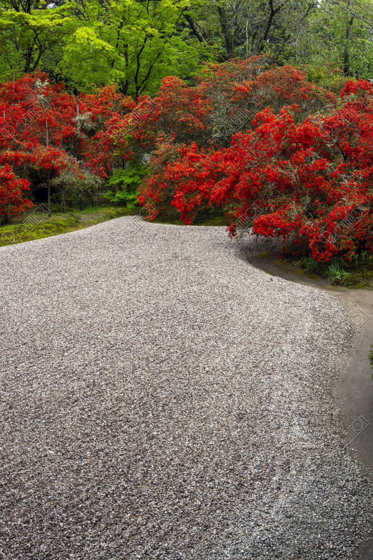 キリシマ咲く曼殊院 庭園