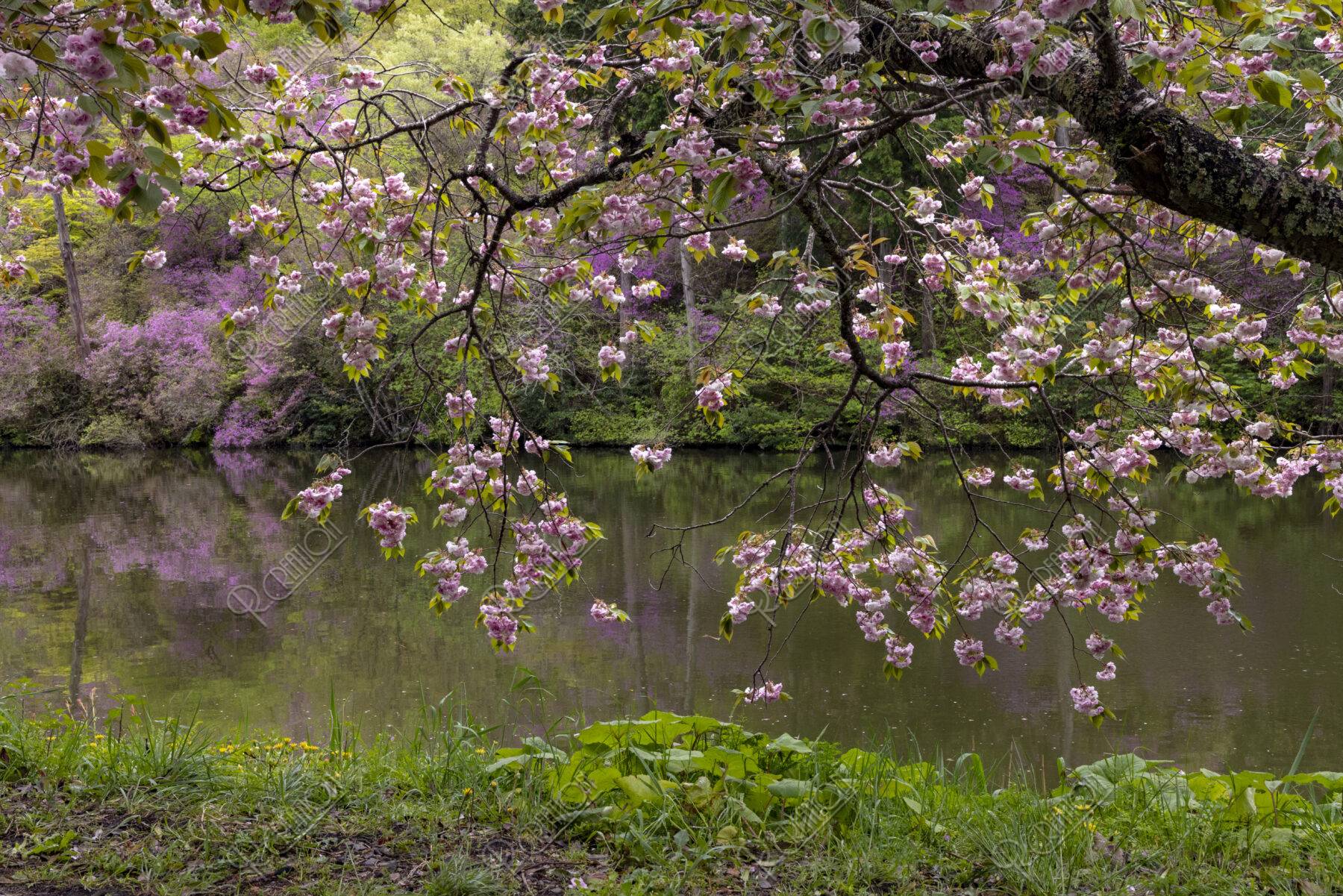 楞厳寺の桜とミツバツツジ