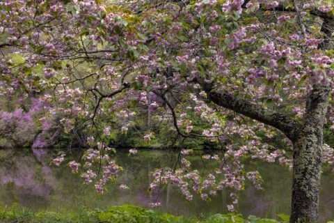 楞厳寺の桜とミツバツツジ