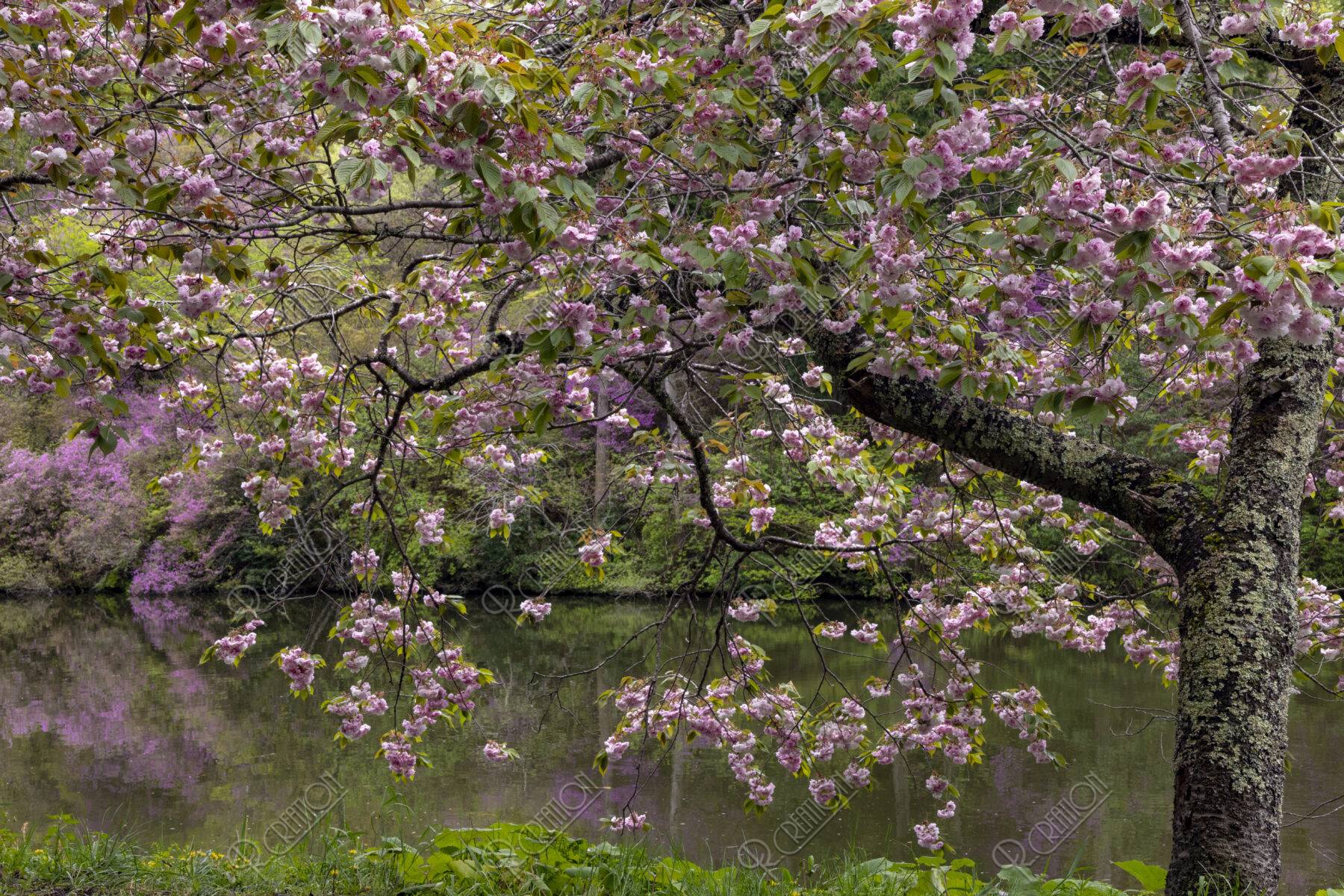 楞厳寺の桜とミツバツツジ