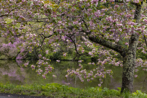 楞厳寺の桜とミツバツツジ