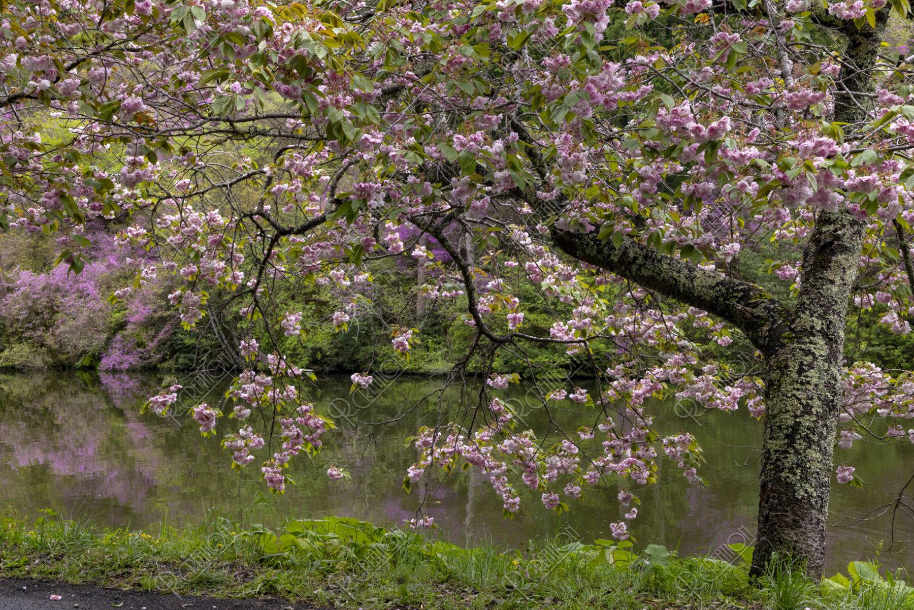 楞厳寺の桜とミツバツツジ