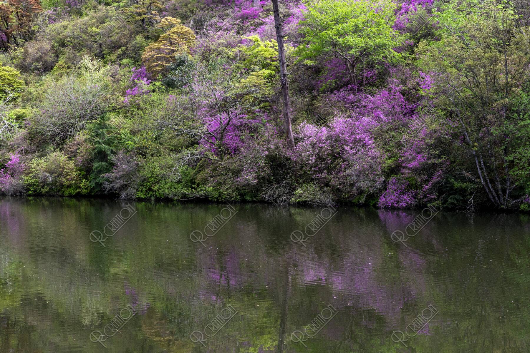 楞厳寺のミツバツツジ