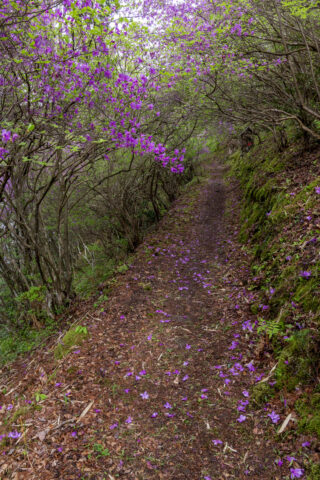 楞厳寺のミツバツツジと山道