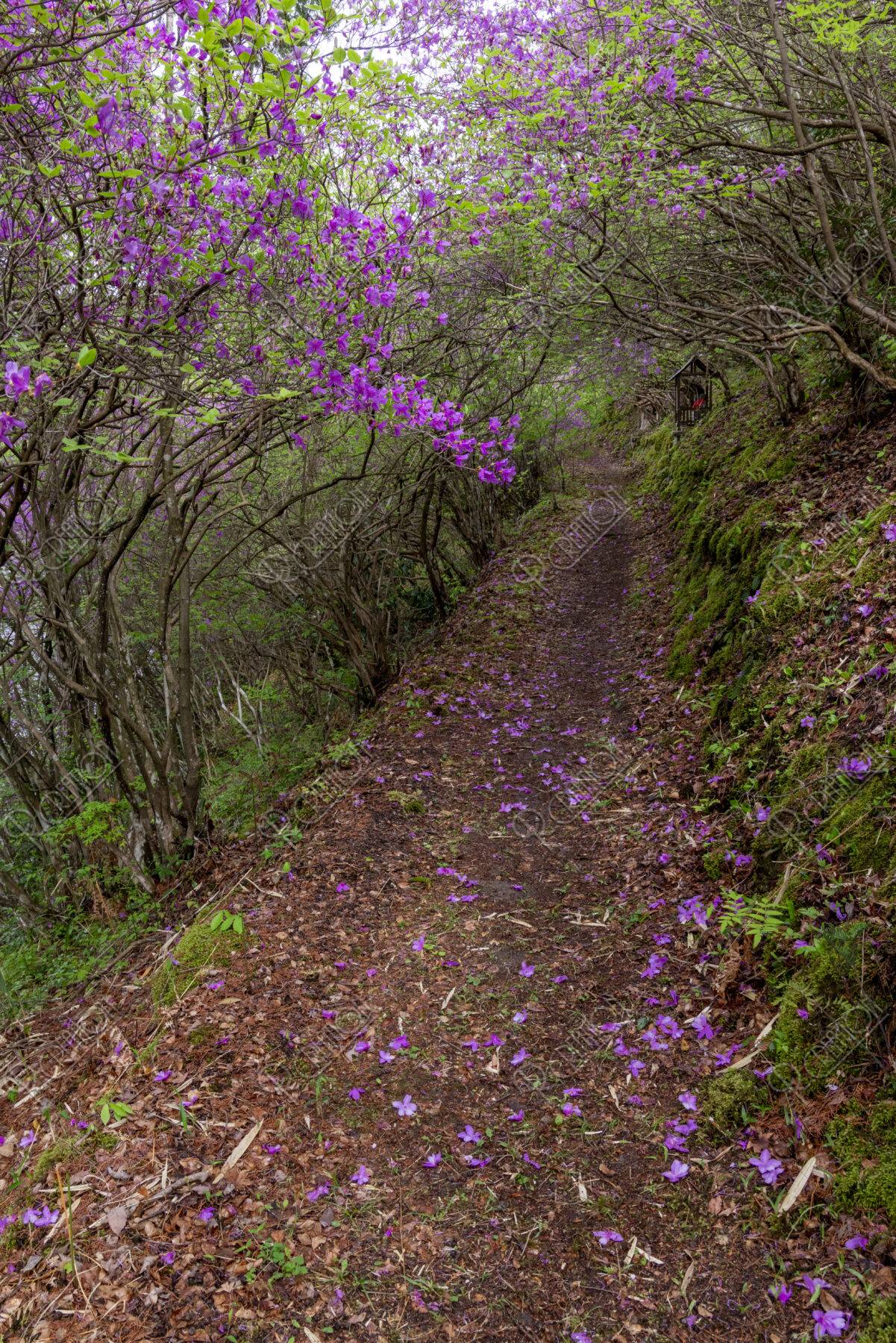 楞厳寺のミツバツツジと山道
