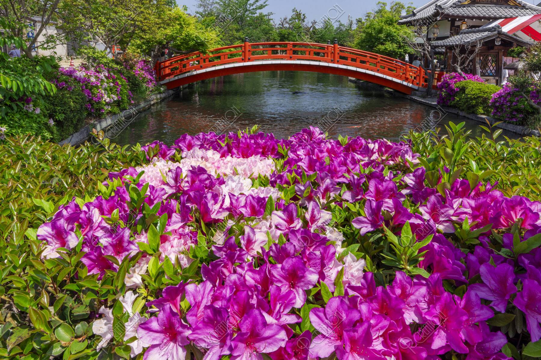 神泉苑のツツジと法成就池