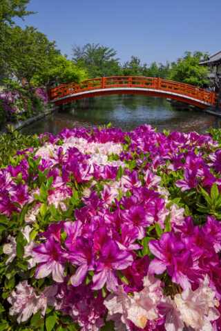 神泉苑のツツジと法成就池