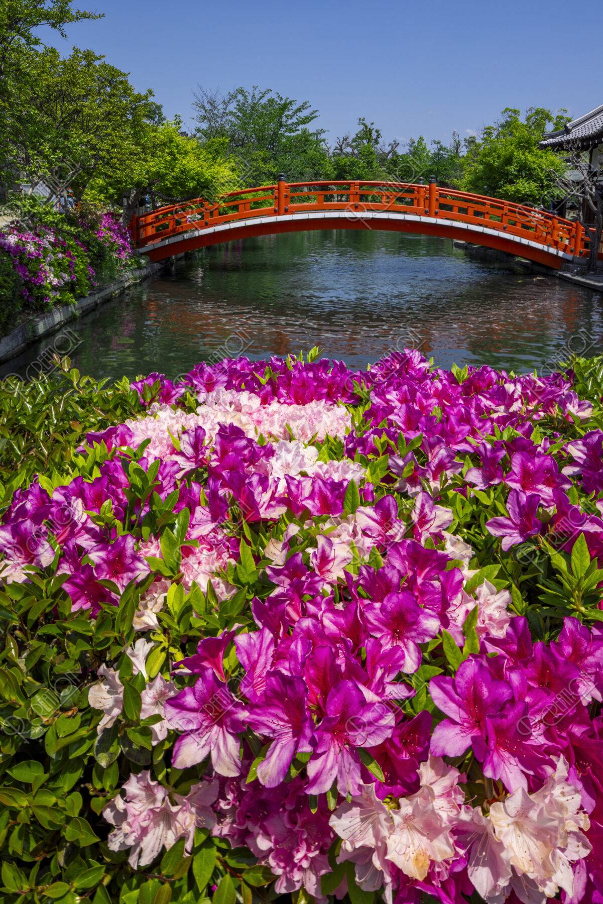 神泉苑のツツジと法成就池