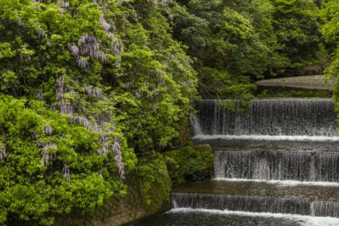 大原 高野川とヤマフジ