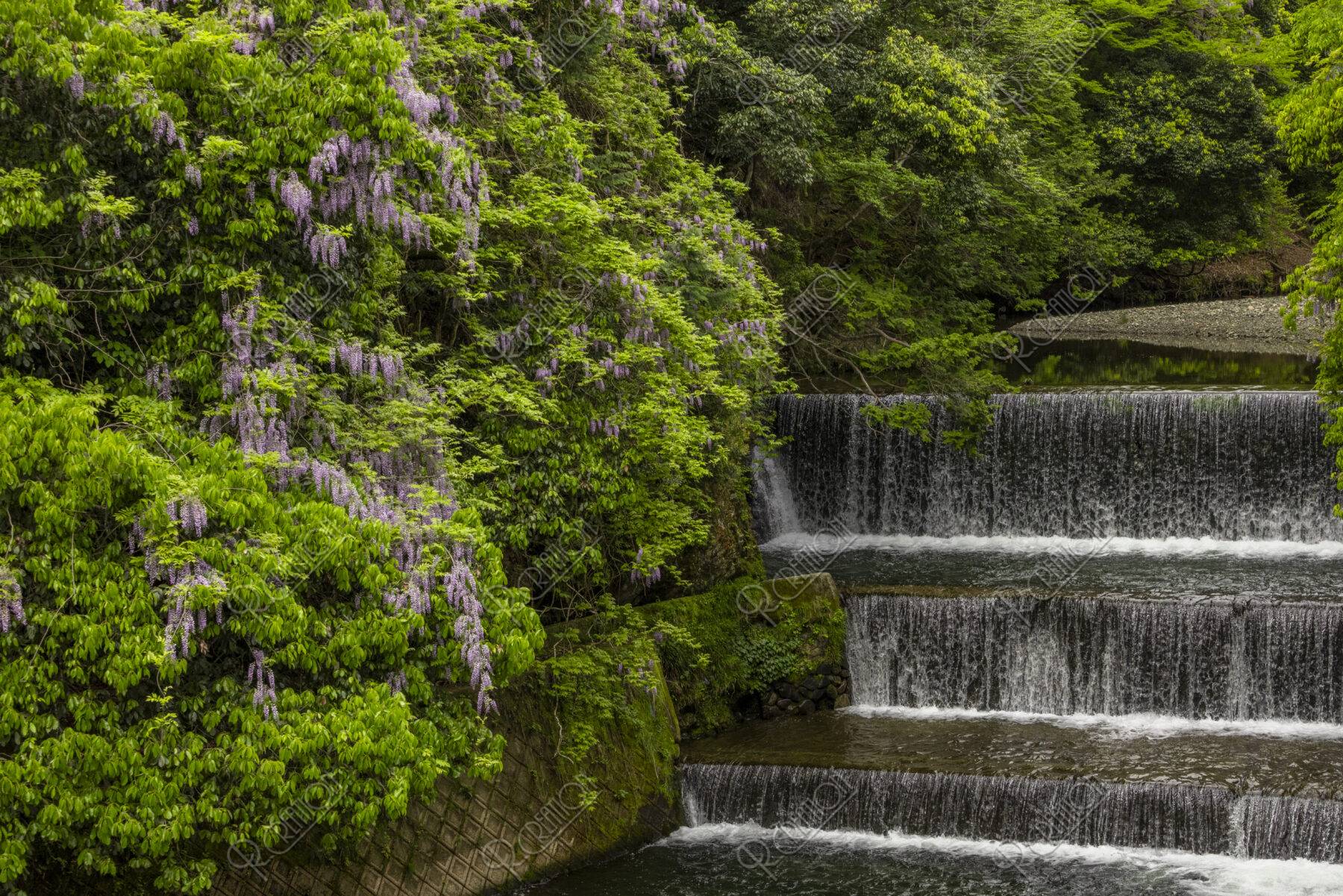 大原 高野川とヤマフジ