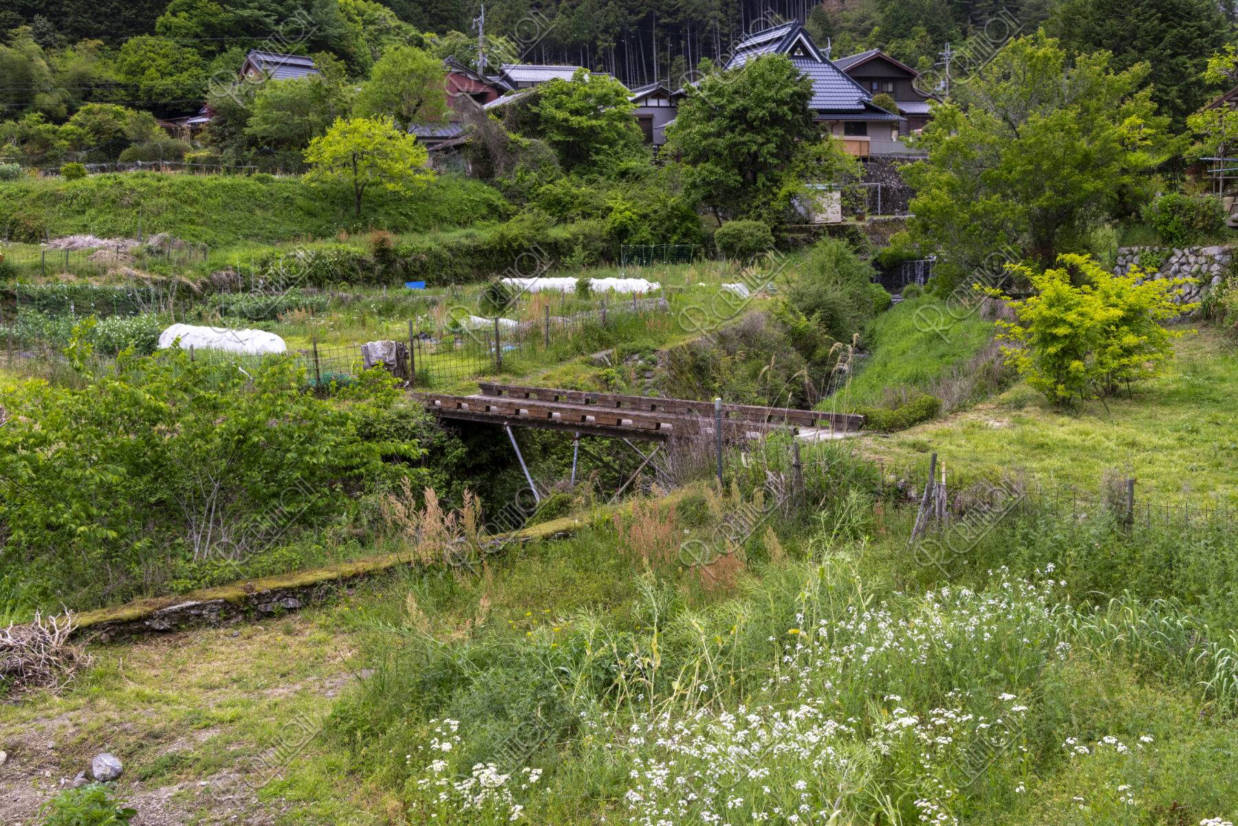 初夏の大原の里