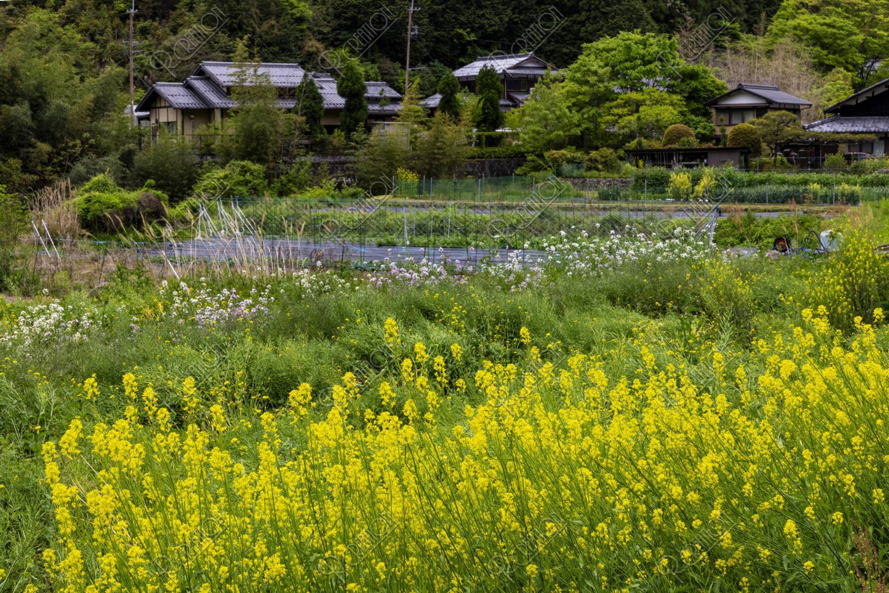 初夏の大原の里