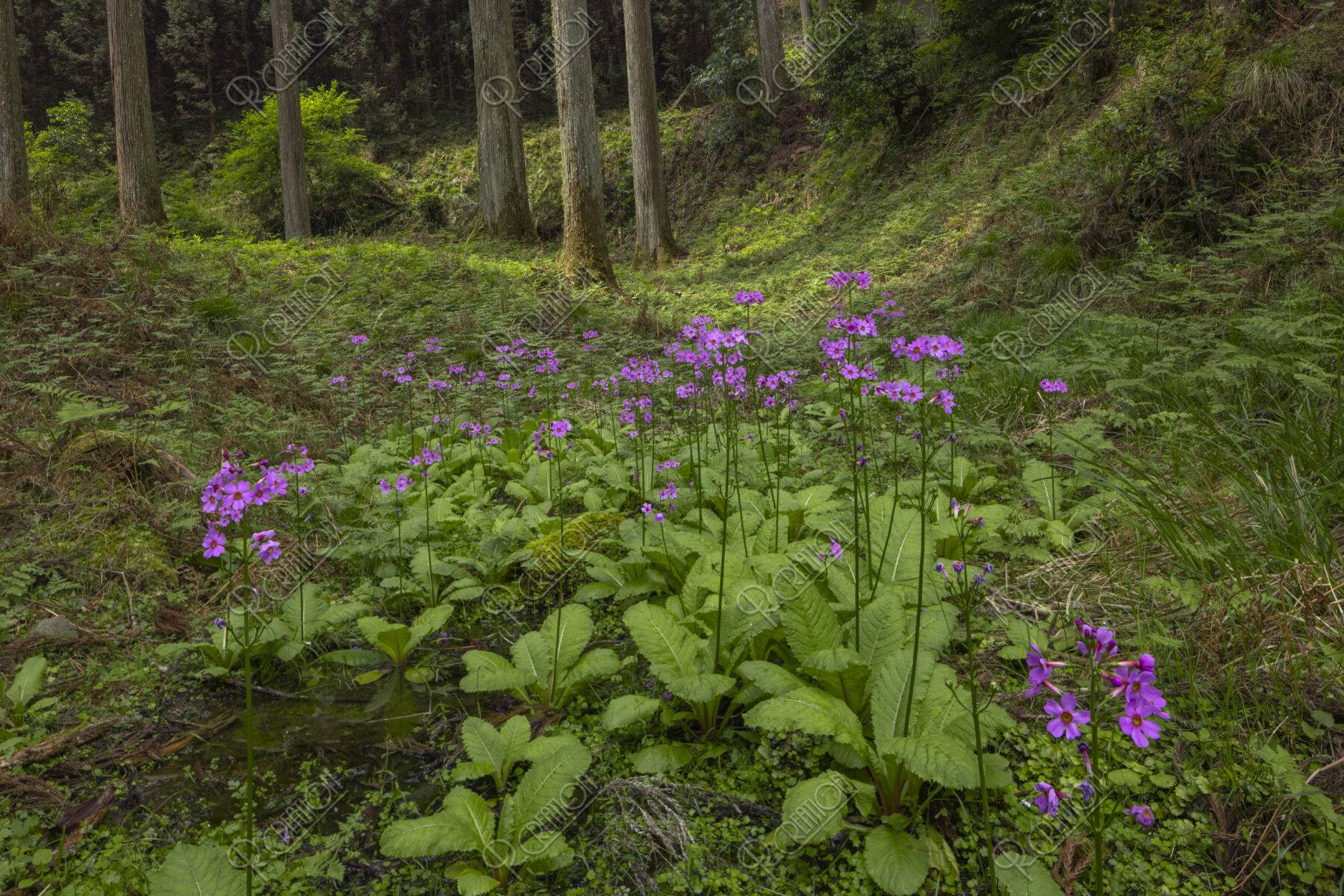 クリンソウ自生地
