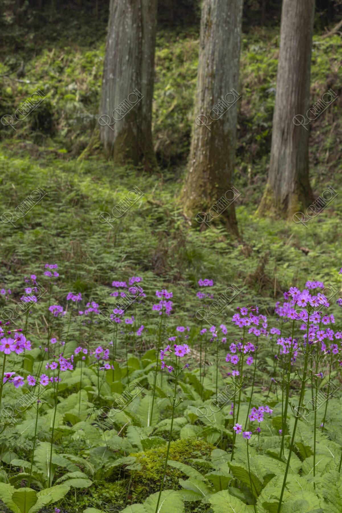 クリンソウ自生地