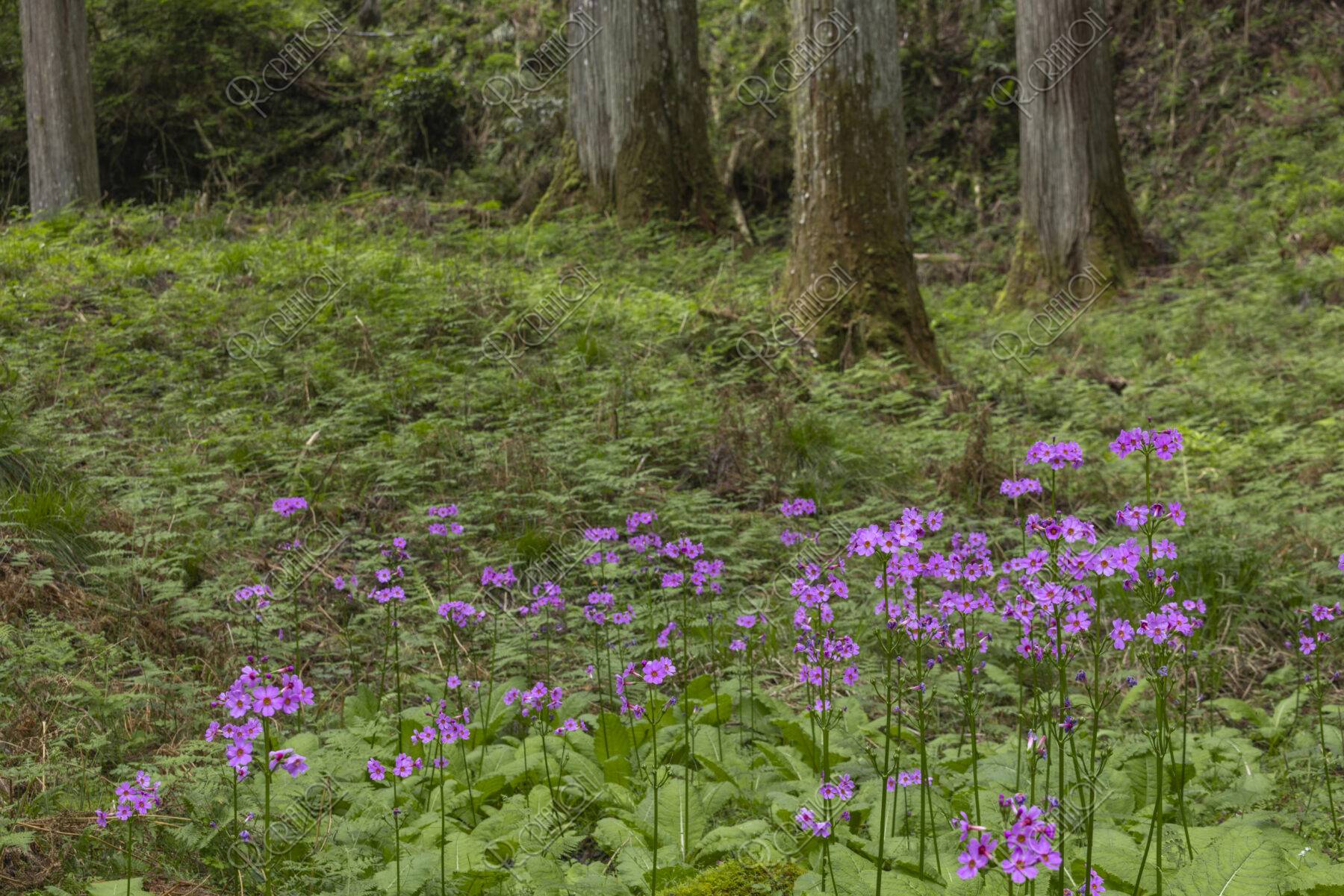 クリンソウ自生地