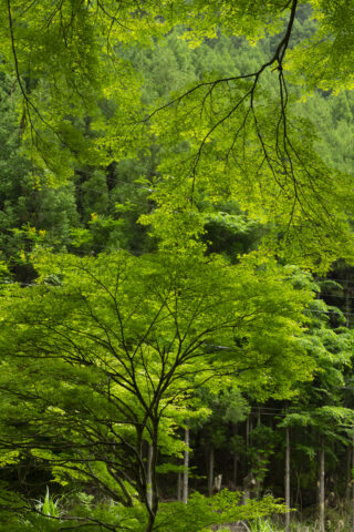 新緑と北山杉