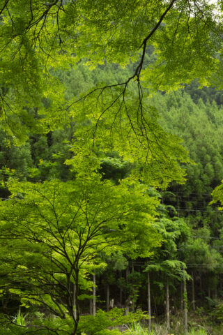 新緑と北山杉