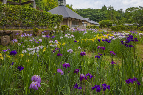 花菖蒲咲く常高寺