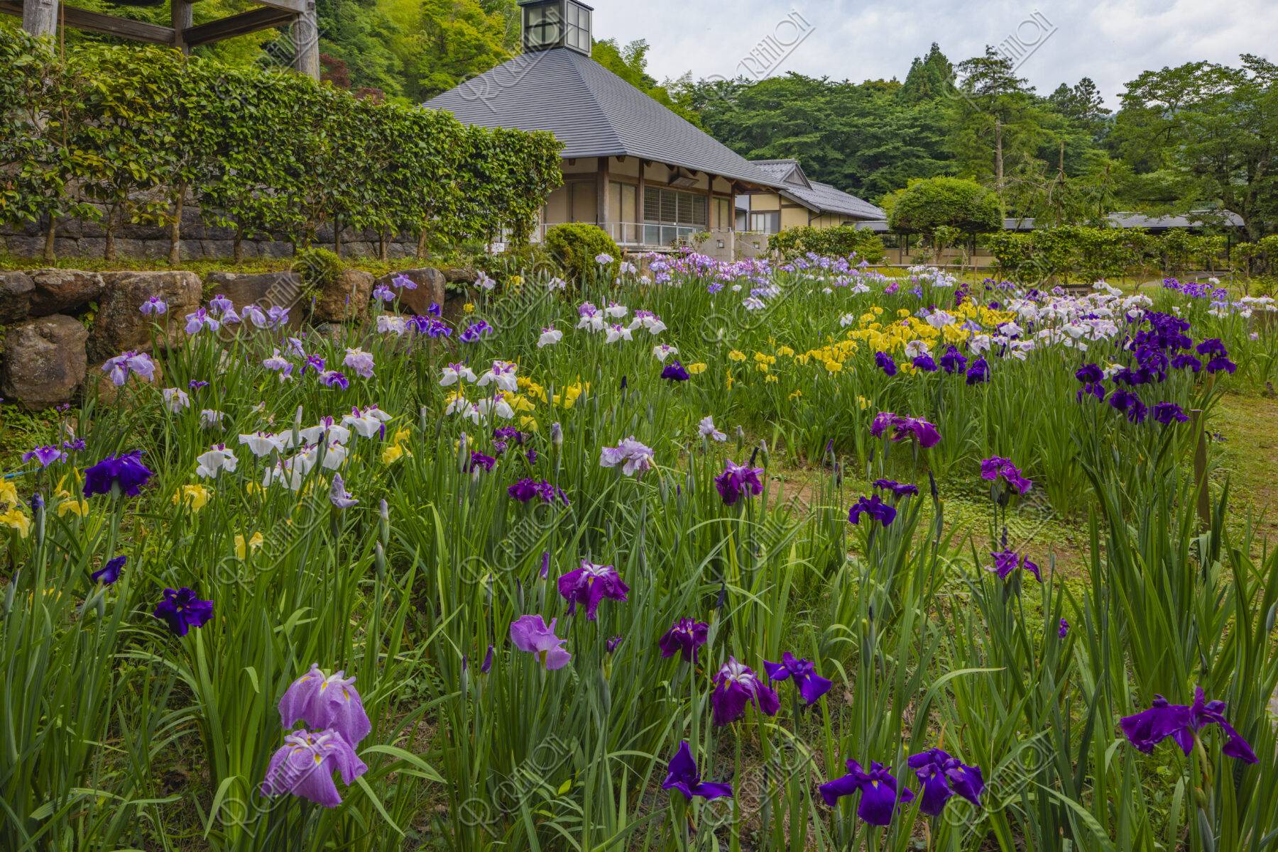 花菖蒲咲く常高寺