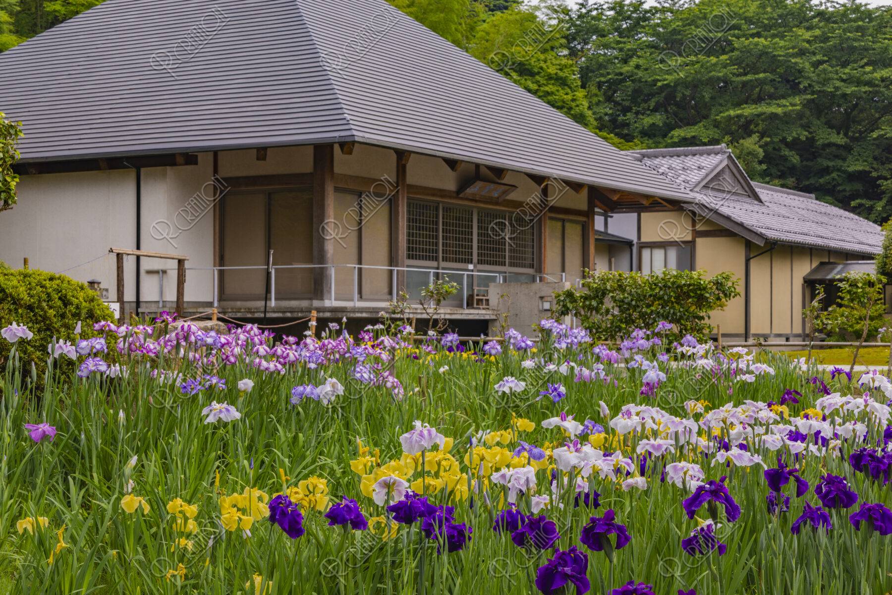 花菖蒲咲く常高寺