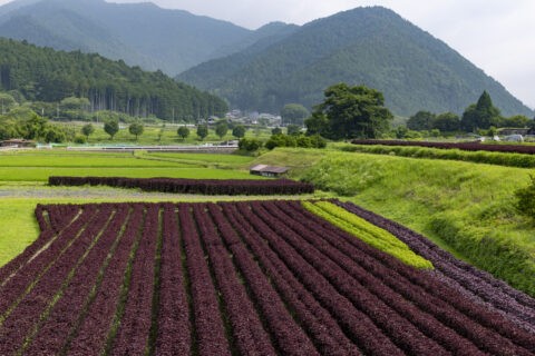 大原の赤紫蘇畑